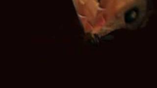 butterfly test 2