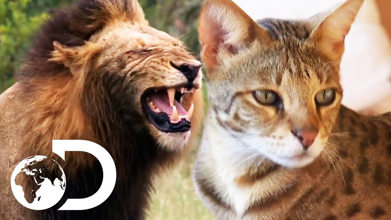 Poshu Asin Sex Video - The Cutest House Cats And Fiercest Big Cats | Discovery UK - YouTube
