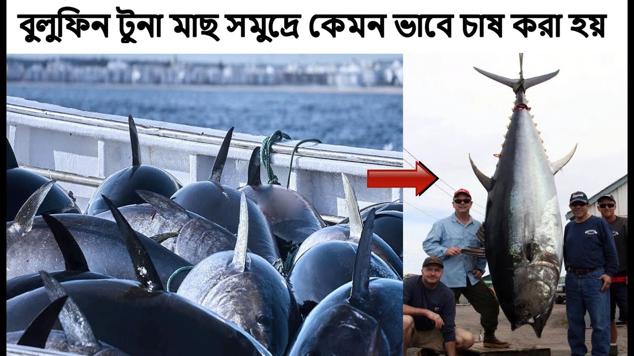 বুলুফিন টুনা মাছ সমুদ্রে কেমন ভাবে চাষ করা হয় bluefin tuna fish