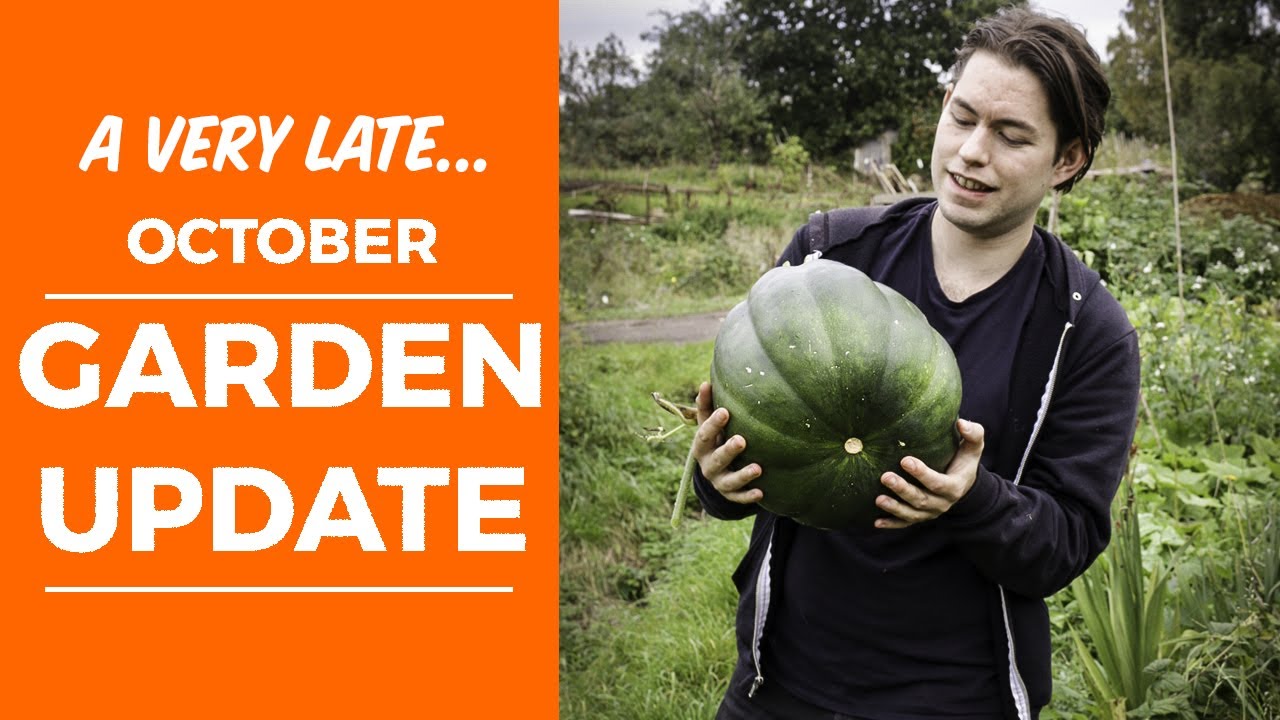 OCTOBER ALLOTMENT UPDATE  (UK Garden Diary 2019)