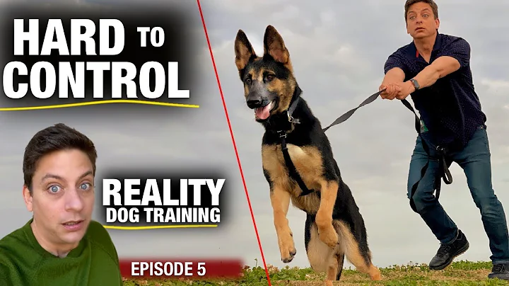 What its REALLY Like. Going out for THE FIRST TIME with Moira: Reality Dog Training