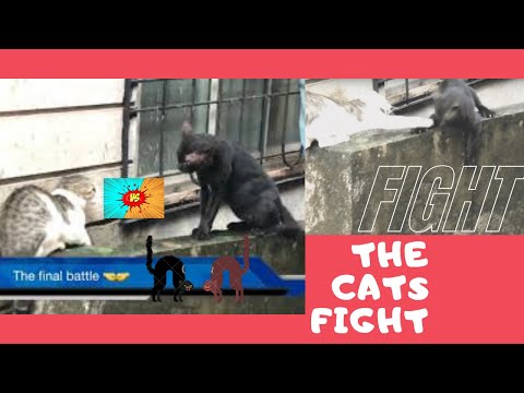 cat-fighting-|-battle-cats-|-cats-fighting-for-area-|-funny-kitten-fight-|-pbross-informative