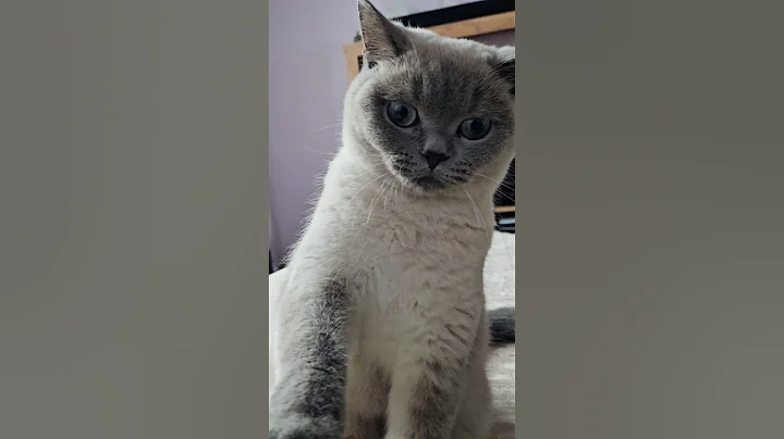 Video 11474771: british shorthair colorpoint, cat cute love