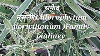 सफद मसल - Valuable Medicinal Plant . Chlorophytum Borivilianum Family -Liliacy