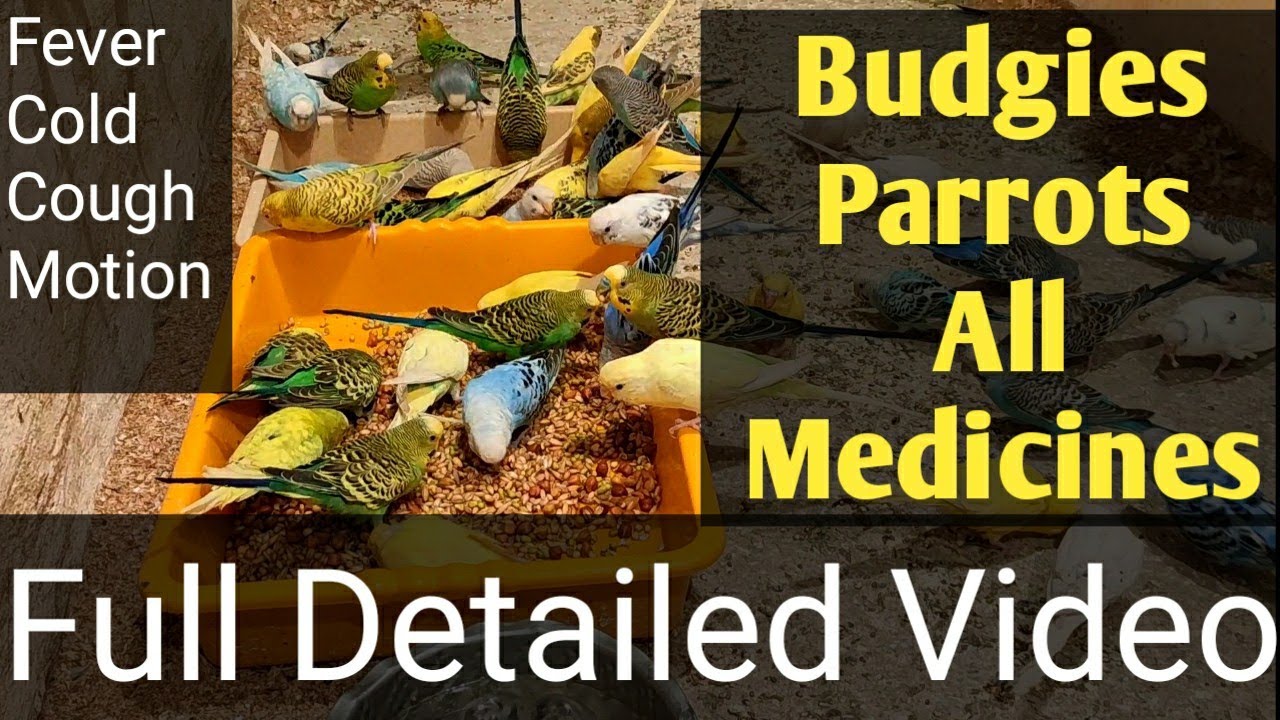 Budgies Parrots ki sabhi Bimaari ki Medicine Full Detailed