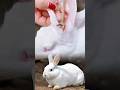 The rabbit's ear is full of dirt so the doctor is carefully cleaning it. #rabbit