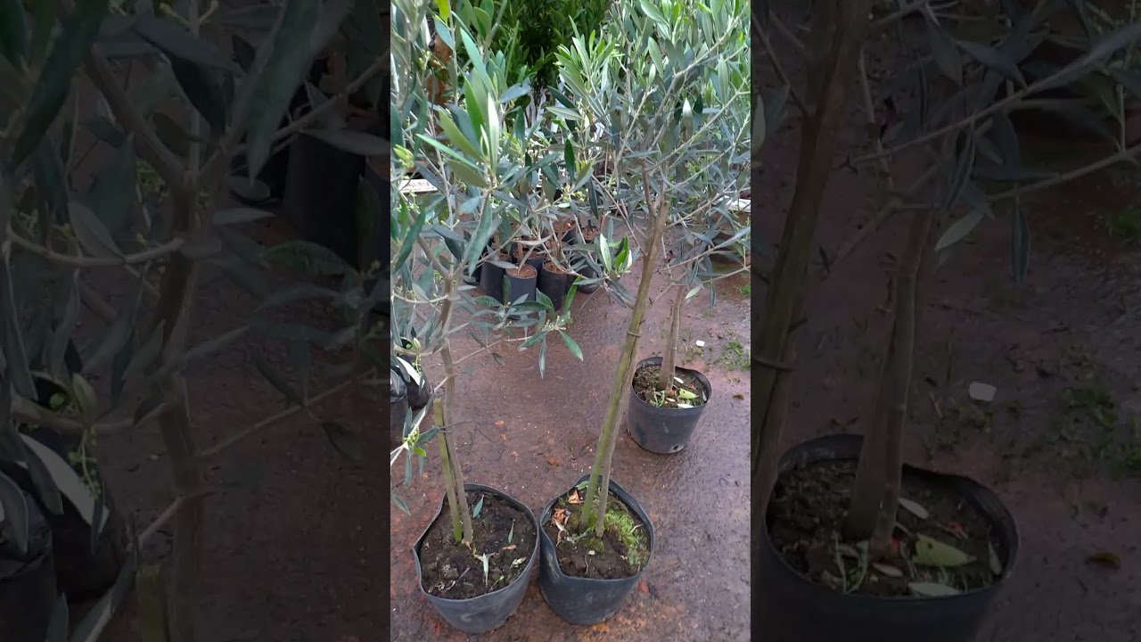 Muda De Oliveira Produzindo - RETOEDU