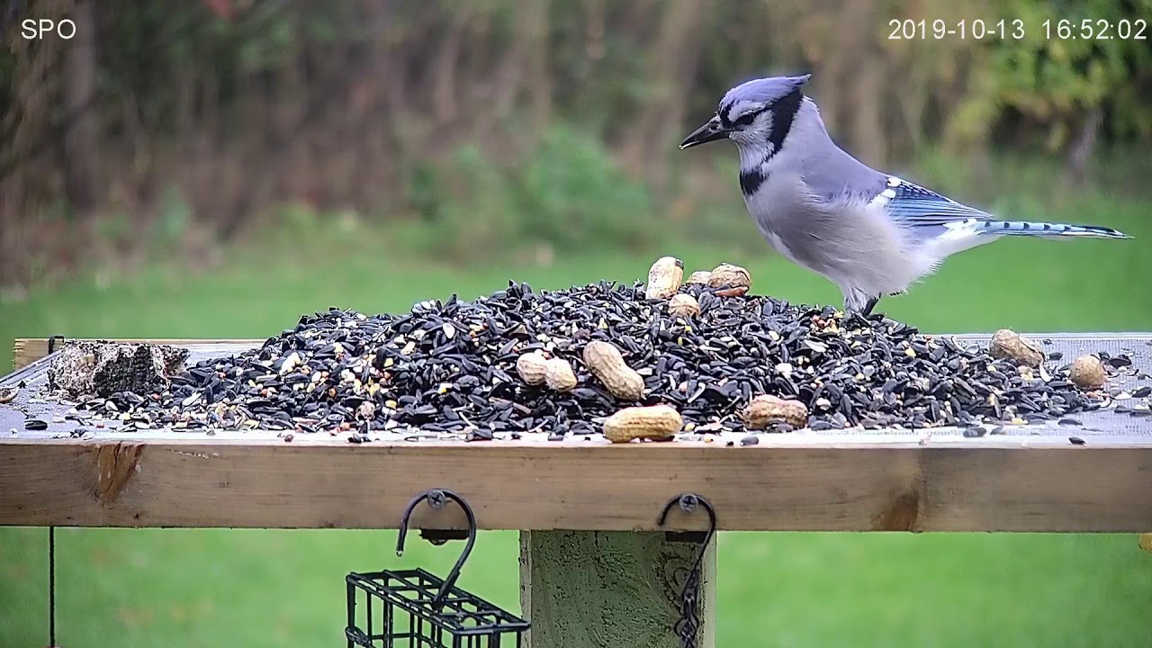 Blue Jays The Great Peanut Heist Youtube