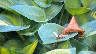 The Universe Of Pictures, Part 2, With Motion (Fragments, Part 2 305)
