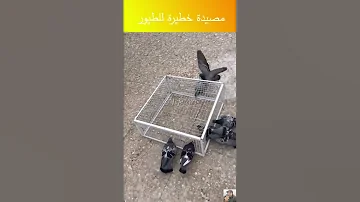 Dangerous This Thing Is A Bird Trap Bird Trap Bird Trap Shorts Bird Trap 