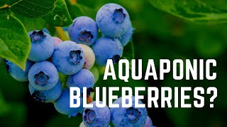 Aquaponic Blue Berries with NCA Team Instructor Rob Nash
