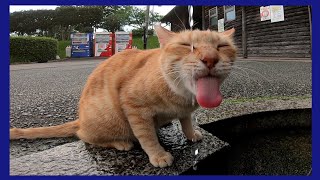 水道の水しか飲めない公園の猫の水分補給は楽しい