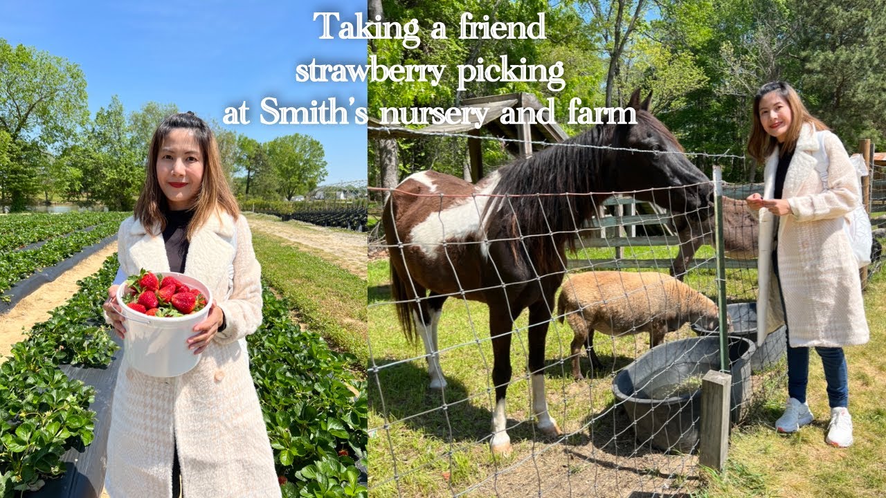 TAKING A FRIEND STRAWBERRY PICKING AT SMITH'S NURSER AND FARM
