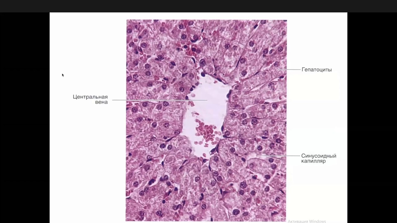 Железистые клетки печени. Центральная Вена печени гистология. Гепатоцит строение гистология. Поддольковая Вена печени гистология. Гепатоциты печени гистология.