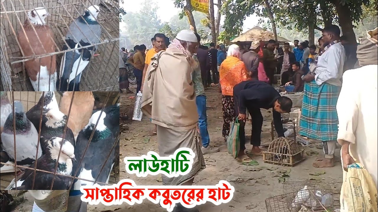 লাউহাটি সাপ্তাহিক কবুতরের হাট | বর্তমানে কবুতরের দাম | Kobutor hat 17/01/2026