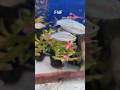 Neon Rainbow #finsandfeathersaquaria #exoticaquariumfish #trending #fish #viralvideo #nature #live