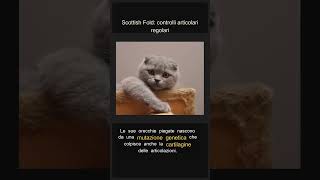 Scottish Fold: controlli articolari regolari #Shorts