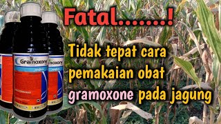 Fatal ...karna salah tutorial pakai obat gramoxone