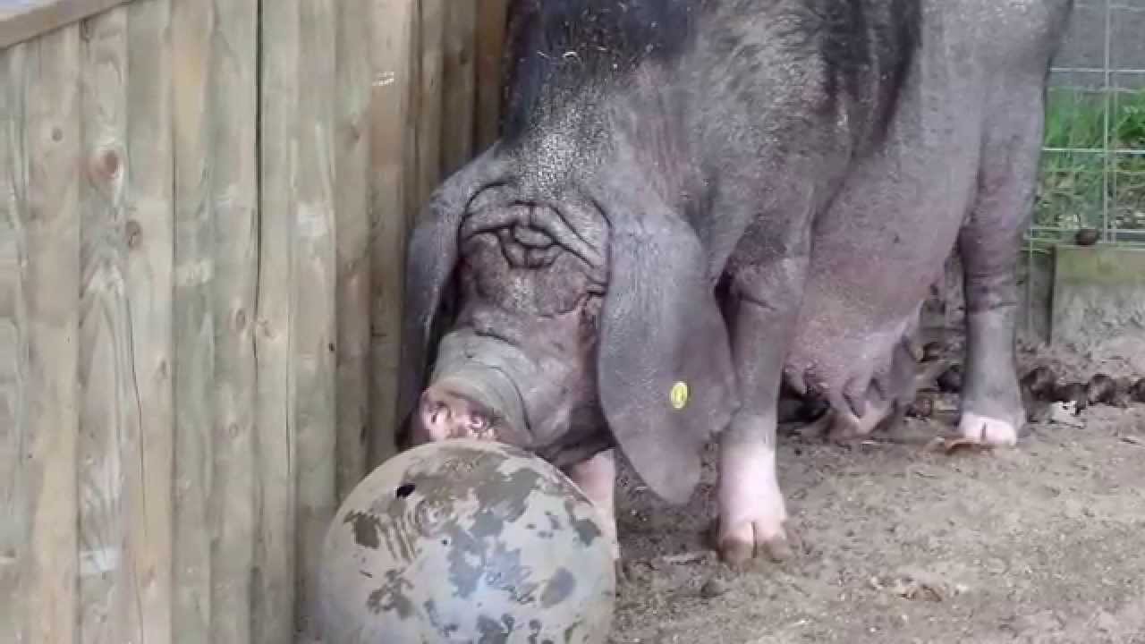 The most ugly pig of Europe