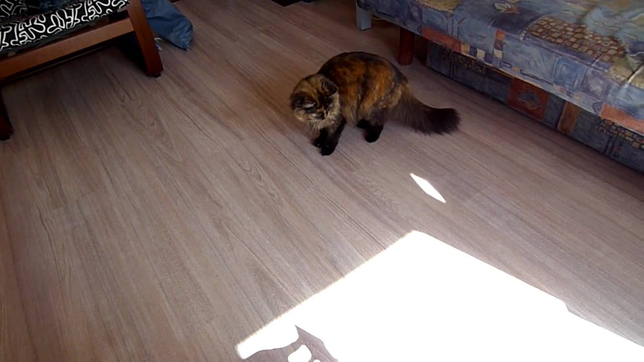 Кошка гоняется за солнечным зайчиком - YouTube