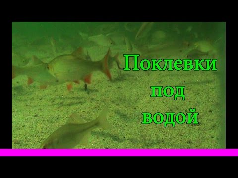 рыбалка плотва под водой