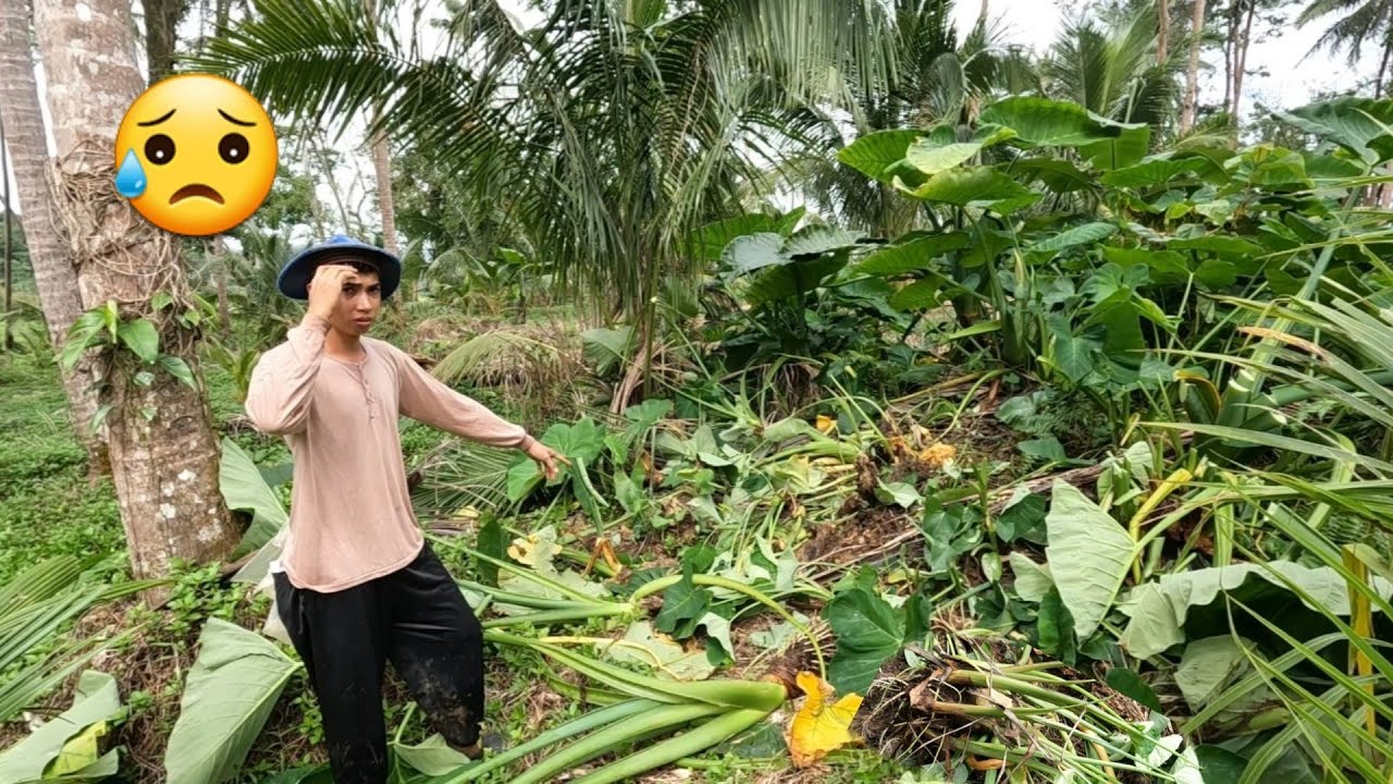 NAWALA ANG MGA LAMAN NA GABII SA AREA 3 HINUKAY