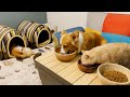 【100万回ツイッターで再生】だれか起こしてやれよ
