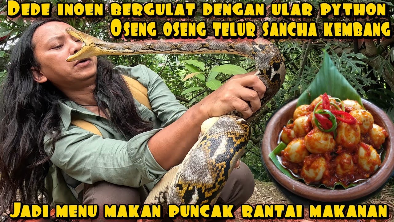 DEDE INOEN BERGULAT DENGAN PYTHON AUTO JADI SANTAPAN