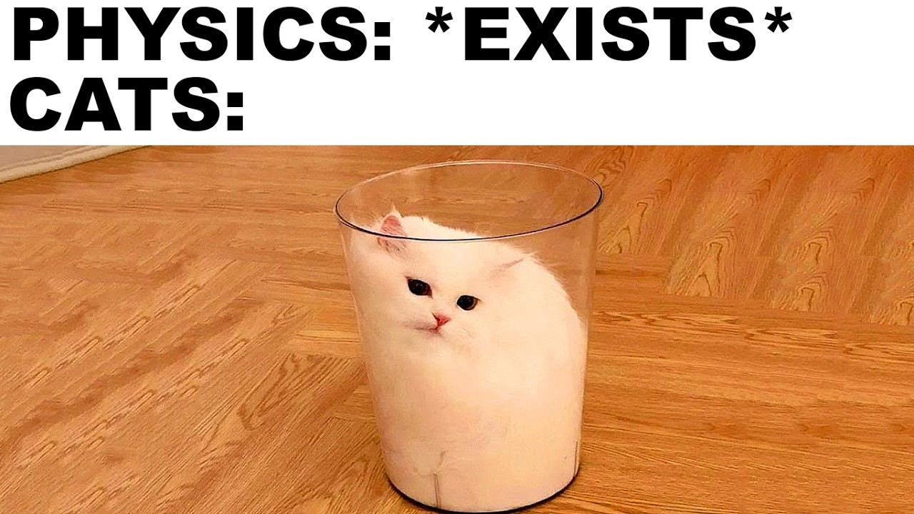 Cat Memes That Make No Sense