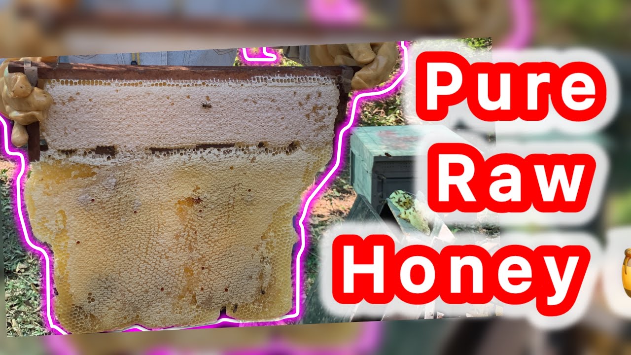 Fresh Honeycomb Harvest 🍯   Pure   Raw from the Hive 🐝