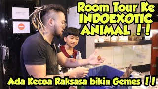 Room Tour ke INDOEXOTIC ANIMAL !!  Babi Mini nya mau Kabur !!