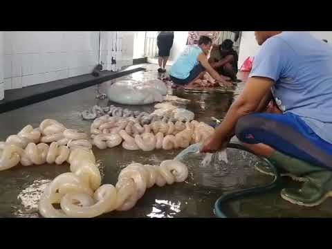Cara Mengolah Babat Dan Usus Sapi