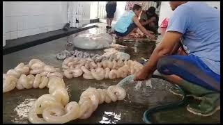 Cara Cepat mudah membersihkan Usus Sapi