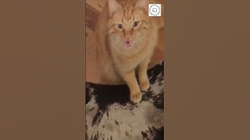 HOW MY CAT SEES ME ON CATNIP! YIKES! 🙀 😹 #shorts #cats #funny #catnip @funnyfelines1