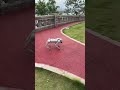 Unitree Robotics极致灵动!看机器狗丝滑原地“华尔兹”。English: Liquid Motion: Watch this Robot Dog’s perfect 360° spin.