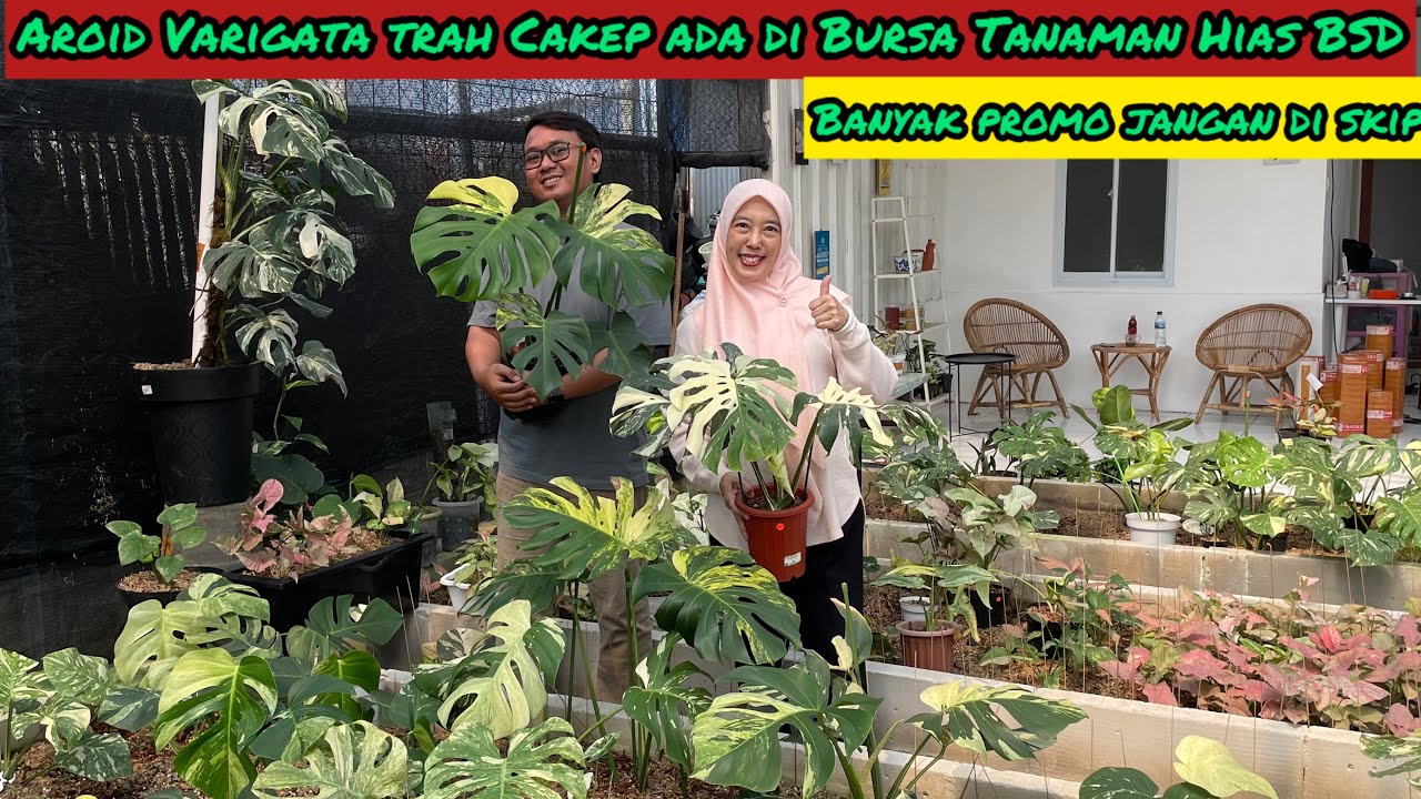 VIRAL AROID VARIGATA RAME PENGUNJUNG DI BURSA TANAMAN HIAS BSD ⁉️ BANYAK PROMO JANGAN DI SKIP 