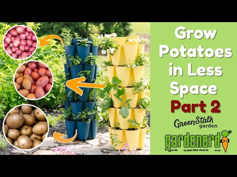 Harvest Potatoes From Less Space - Pt  2