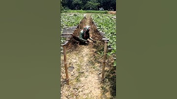 Manual Weeding in Pointed Gourd Field #shorts