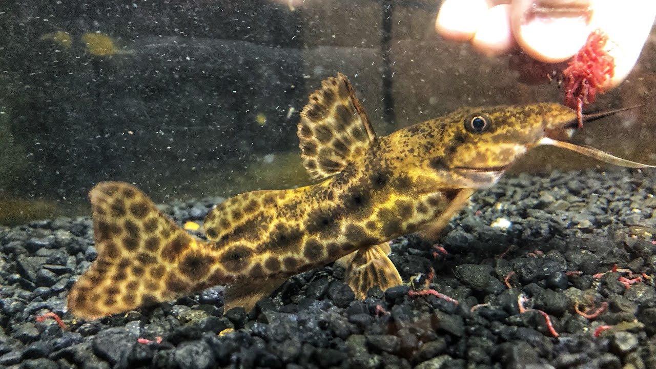 Training My Giraffe Catfish To Hand Feed! YouTube