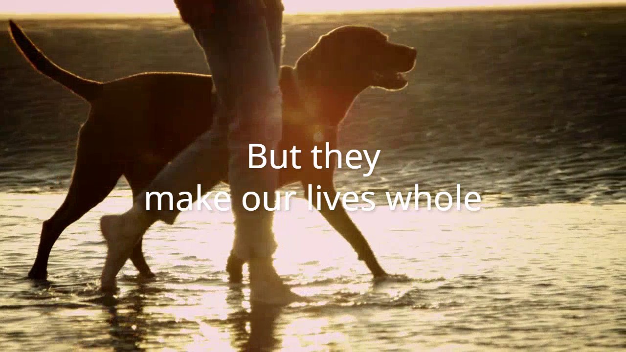 Special Dog YouTube