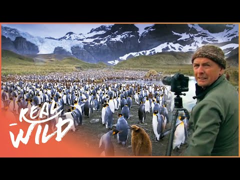 Art Wolfe Finds Alaska & Antarctica's Untouched Wildlife | Real Wild