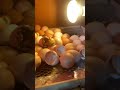 Fabulous baby chicken hatching #incubating