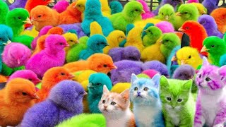 Tangkap Ayam Lucu,Ayam Warna Warni, Ayam rainbow, Ayam Pelangi,Bebek,kucing,Kelinci,Dunia Hewan Lucu