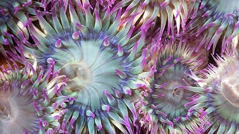 Invertebrate Diversity