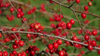 Beautiful Red Berries and Ladybug, Hawthorn Berries, Background video, 4k, VJ Loop, Video Footage screenshot 3