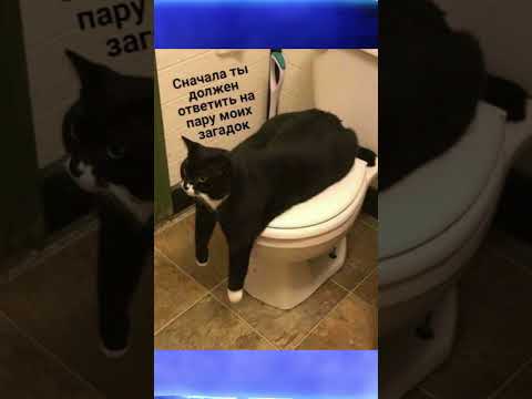 МЕМЫ ЕСТЬ МЕМЫ  #приколы #юмор #лютыеприколы #школа #котики #мемы #троллинг #shorts
