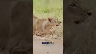 🦁 शेर vs जेब्रा की खतरनाक लड़ाई 😱#lion #zebra #lionvszebra #wildlife #animals #animalshorts #jungle