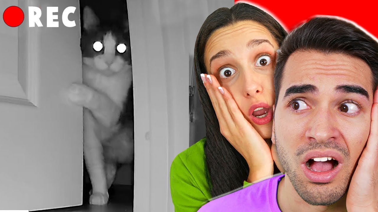 SPIAMO IL NOSTRO GATTO DALLE TELECAMERE NASCOSTE!!