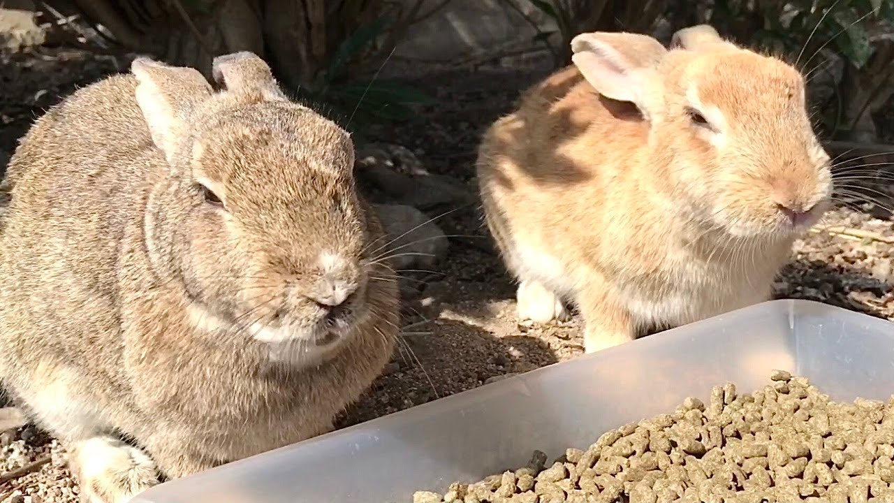 The rabbit moving its ears is cute! - YouTube