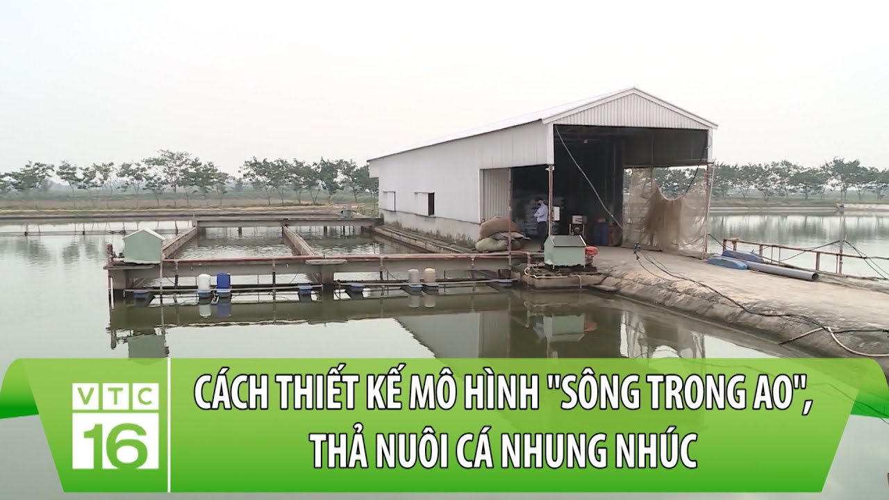 Mô hình nuôi cá tra  Nuôi cá tra thành công ở Miền Bắc  YouTube
